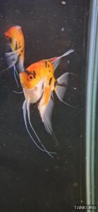 Angelfish (Pterophyllum scalare) photographed in a home aquarium.
