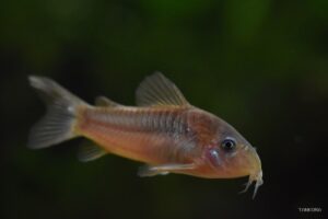 Bronze / Albino Corydoras (Corydoras aeneus) photographed in a home aquarium.