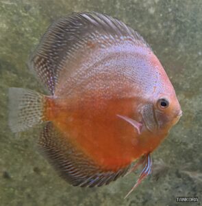 Discus (Symphysodon aequifasciatus) photographed in a home aquarium.