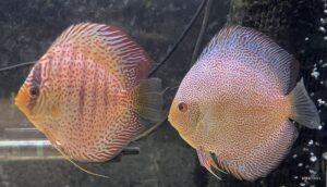 Discus (Symphysodon aequifasciatus) photographed in a home aquarium.