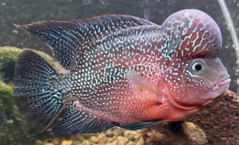 Flowerhorn Cichlid (Cichlasomatinae hybrid (no formal binomial name)) photographed in a home aquarium.