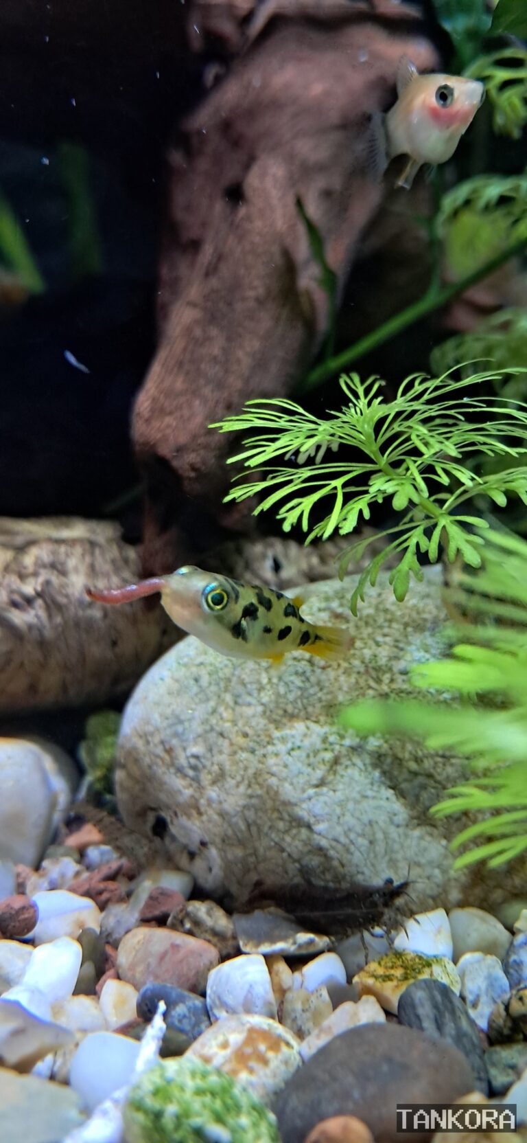 Pea Puffer (Carinotetraodon travancoricus) photographed in a home aquarium.