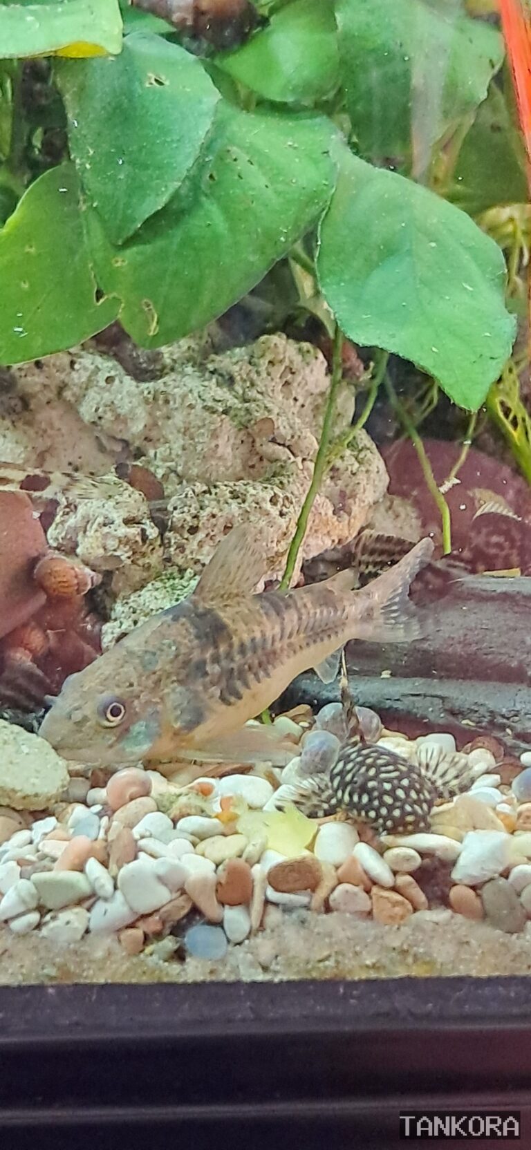 Peppered Corydoras (Hoplisoma paleatum (formerly Corydoras paleatus)) photographed in a home aquarium.