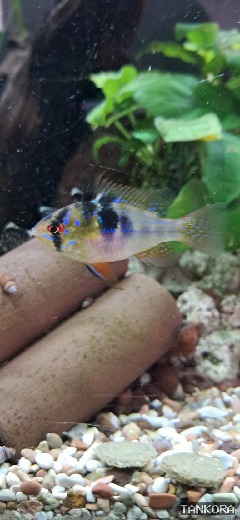 Ram Cichlid (Mikrogeophagus ramirezi) photographed in a home aquarium.