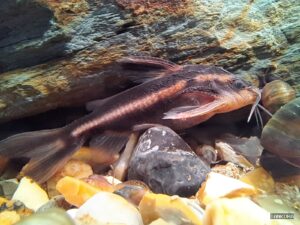 Striped Raphael Catfish (Platydoras armatulus) photographed in a home aquarium.