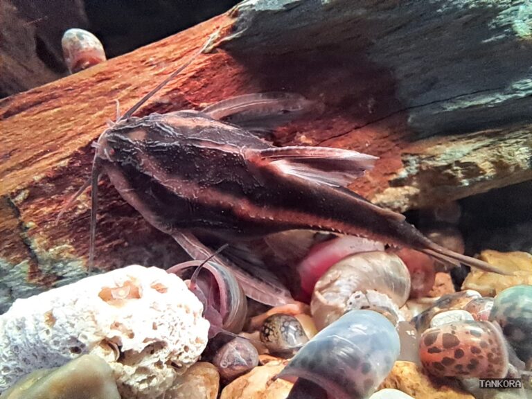 Striped Raphael Catfish (Platydoras armatulus) photographed in a home aquarium.